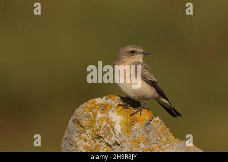 Il Wheatear dalle orecchie nere è un uccello raro nel Regno Unito. Questo individuo è stato trovato nel Lancashire costiero dove è rimasto per un certo numero di giorni, - migrante di autunno. Foto Stock