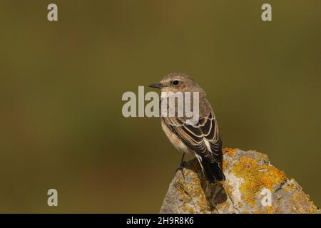 Il Wheatear dalle orecchie nere è un uccello raro nel Regno Unito. Questo individuo è stato trovato nel Lancashire costiero dove è rimasto per un certo numero di giorni, - migrante di autunno. Foto Stock