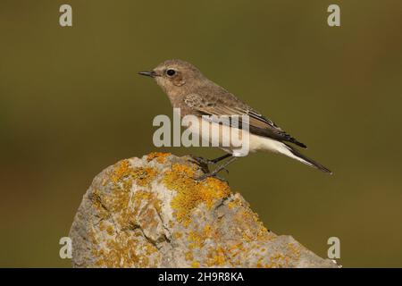 Il Wheatear dalle orecchie nere è un uccello raro nel Regno Unito. Questo individuo è stato trovato nel Lancashire costiero dove è rimasto per un certo numero di giorni, - migrante di autunno. Foto Stock