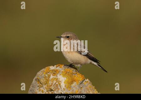 Il Wheatear dalle orecchie nere è un uccello raro nel Regno Unito. Questo individuo è stato trovato nel Lancashire costiero dove è rimasto per un certo numero di giorni, - migrante di autunno. Foto Stock