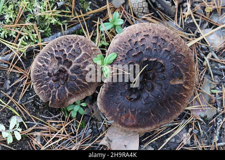 Sarcodon squamosus, chiamato anche Hydnum squamosum, comunemente noto come fungo del dente di scalpo, fungo selvatico dalla Finlandia Foto Stock