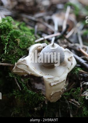 Geastrum quadrifidum, noto come stella di terra rasata o stella di terra a quattro piedi, fungo selvatico dalla Finlandia Foto Stock