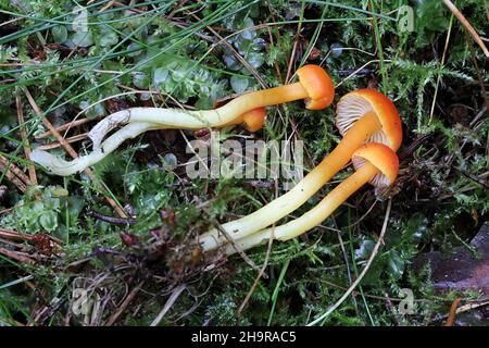 Hygrocybe insipida, noto come cappellino di cera, fungo selvatico dalla Finlandia Foto Stock