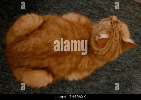 vista dall'alto,posata,il,floor.carpet,cat,feline,domestic,attention,attentive, Foto Stock