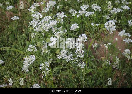 Lacci bianchi, Orlaya grandiflora nella sabbia di Deliblato in Vojvodina, Serbia settentrionale Foto Stock