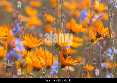 Margherite arancioni primo piano di fiori selvatici Foto Stock