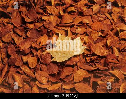 Foglia di acero su foglie di faggio. Foto Stock