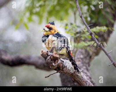 Una barbetta crestata colorata (Trachyphonus vaillantii) seduta in un albero con le sue piume soffiate Foto Stock