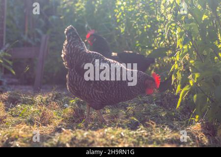 Galline a gamma libera - gallina di colore blu e grigio in giardino Foto Stock