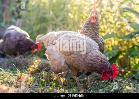 Galline a gamma libera - gallina di colore blu e grigio in giardino Foto Stock