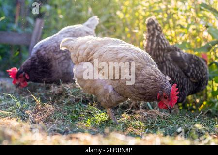 Galline a gamma libera - gallina di colore blu e grigio in giardino Foto Stock