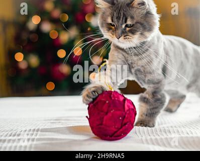 PET gatto giocare con palla di natale sul divano Foto Stock