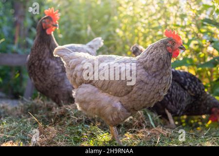 Galline a gamma libera - gallina di colore blu e grigio in giardino Foto Stock