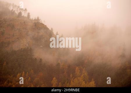 Nebbia nel bosco che circonda Thirlmere nel Lake District, Cumbria Inghilterra UK Foto Stock