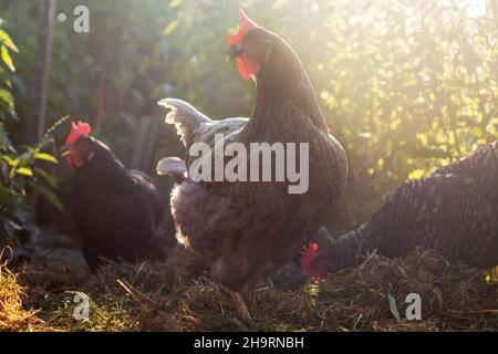 Galline a gamma libera - gallina di colore blu e grigio in giardino Foto Stock