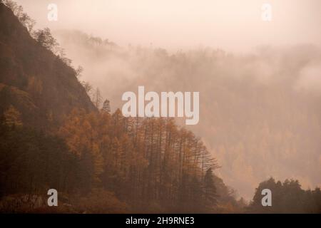 Nebbia nel bosco che circonda Thirlmere nel Lake District, Cumbria Inghilterra UK Foto Stock