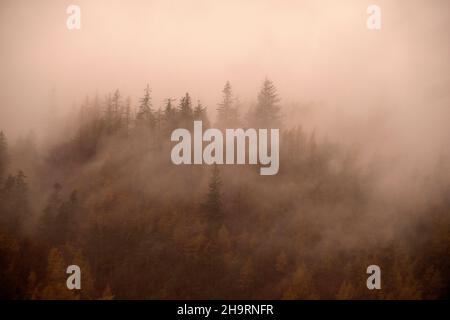 Nebbia nel bosco che circonda Thirlmere nel Lake District, Cumbria Inghilterra UK Foto Stock