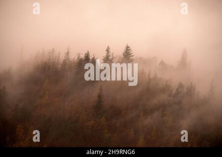 Nebbia nel bosco che circonda Thirlmere nel Lake District, Cumbria Inghilterra UK Foto Stock