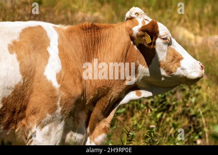 Ritratto di una vacca da latte bianca e marrone senza corna, Alpi italiane, Trentino Alto Adige, Italia, Europa. Foto Stock