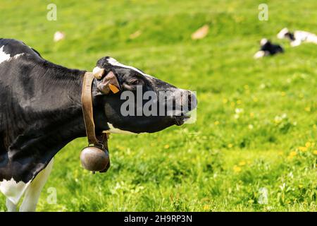 Ritratto di una vacca da latte bianca e nera senza corna e cowbell, Alpi italiane, Trentino Alto Adige, Italia, Europa. Foto Stock