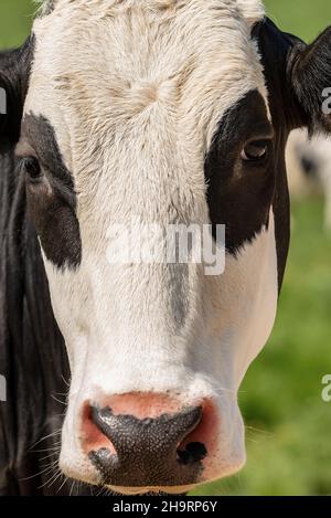 Mucca. Ritratto di una giovenca bianca e nera senza corna che guarda la macchina fotografica, Alpi Italiane, Trentino Alto Adige, Italia, Europa. Foto Stock