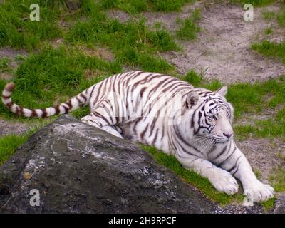 Tigre bianca sbiancata giacente sull'erba vicino alla pietra Foto Stock