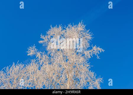 Rami di alberi ricoperti di gelo su uno sfondo di cielo blu Foto Stock