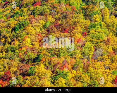 Colori autunnali negli alberi lungo la Blue Ridge Parkway nel North Carolina USA Foto Stock