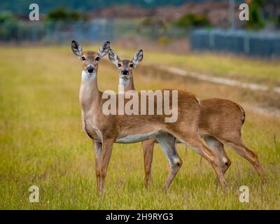 Un paio di cervi che guardano la macchina fotografica nel sud-ovest della Florida Foto Stock