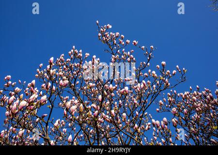 Rami fioriti di bianco e rosa brillante in fiore di un albero di magnolia nel giardino contro uno sfondo blu cielo senza nuvole in una bella giornata di sole in Foto Stock