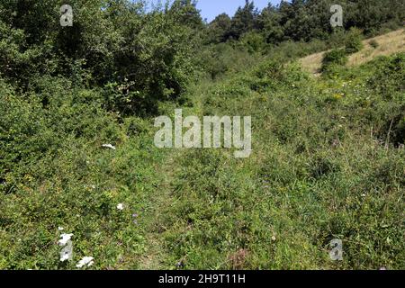 Vista del paesaggio lungo la via Francigena, Italia Foto Stock