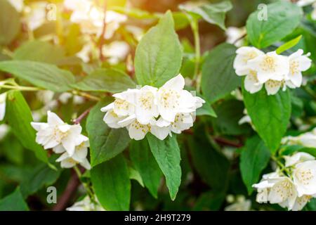 Fiori freschi di gelsomino bianco pianta su foglie verdi sfondo fiore nel giardino in primavera. Foto Stock