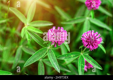 Primo piano della fioritura selvaggia rosa e rosso trifoglio (Trifolium pratense) fiore su verde foglie sfondo su prato in estate. Fotog. Fuoco selettivo soft Foto Stock