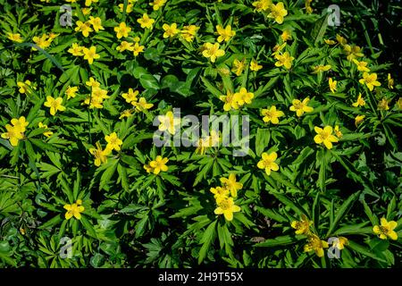 Molti delicati fiori gialli di Ranunculus repens pianta comunemente noto come il burattino strisciante, crowfoot strisciante o sitfast, in una foresta in un soleggiato Foto Stock