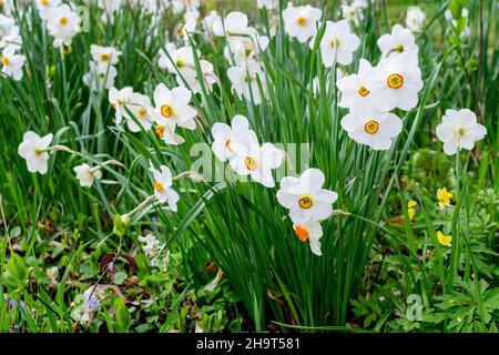 Gruppo di delicati fiori bianchi e gialli di naffodil in piena fioritura con erba verde sfocata, in un giardino di primavera soleggiato, bella floreale all'aperto b Foto Stock