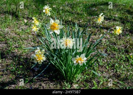 Gruppo di delicati fiori bianchi e gialli di naffodil in piena fioritura con erba verde sfocata, in un giardino di primavera soleggiato, bella floreale all'aperto b Foto Stock