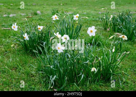 Gruppo di delicati fiori bianchi e gialli di naffodil in piena fioritura con erba verde sfocata, in un giardino di primavera soleggiato, bella floreale all'aperto b Foto Stock