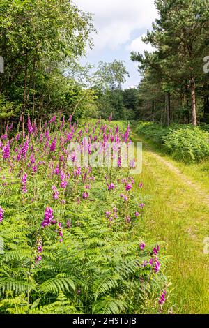 Foxguants fiorito all'inizio di luglio accanto a un sentiero boschivo nella New Beechenhurst Inclosure della Foresta di Dean vicino Cannop, Gloucestershire Regno Unito Foto Stock