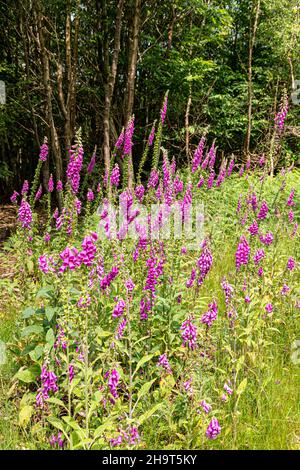 Foxguants fiorito all'inizio di luglio accanto a un sentiero boschivo nella New Beechenhurst Inclosure della Foresta di Dean vicino Cannop, Gloucestershire Regno Unito Foto Stock