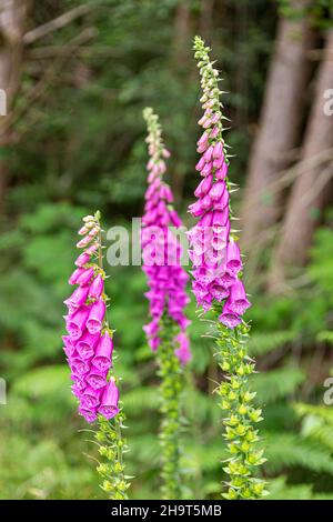 Foxguants fioritura all'inizio di luglio nella Nuova Beechenhurst Inclosure della Foresta di Dean vicino Cannop, Gloucestershire Regno Unito Foto Stock