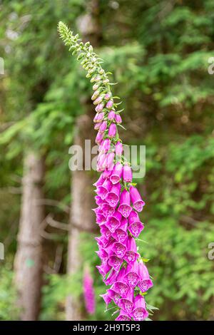 Un foxglove fiorito all'inizio di luglio nella New Beechenhurst Inclosure della Foresta di Dean vicino Cannop, Gloucestershire Regno Unito Foto Stock