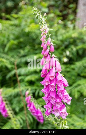 Un foxglove fiorito all'inizio di luglio nella New Beechenhurst Inclosure della Foresta di Dean vicino Cannop, Gloucestershire Regno Unito Foto Stock