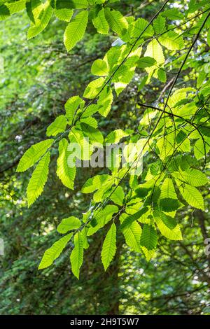 Foglie retroilluminate di castagno dolce nella Foresta di Dean vicino Soudley, Gloucestershire Regno Unito Foto Stock