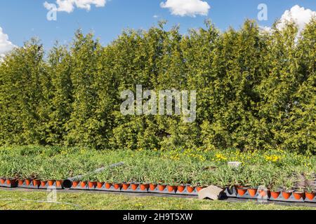 File di piante miste in contenitori di terracotta plastica, Thuja occidentalis - siepe di cedro in primavera. Foto Stock