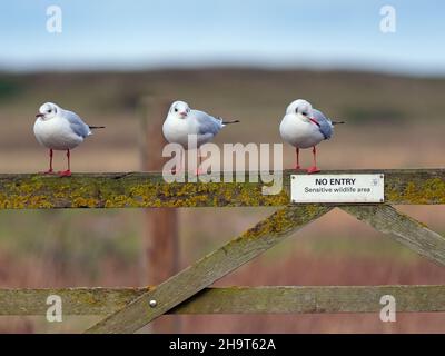 Gulls con testa nera Larus ridibundus arroccato su recinzione con riserva naturale senza cartello d'ingresso a Cley Norfolk Foto Stock