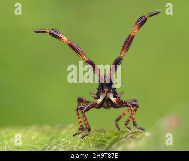 Ancorare la ninfa di bug (Coreus marginatus) sulla foglia di bramble. Tipperary, Irlanda Foto Stock