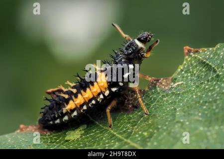 Arlequin Ladybird larva (Harmonia axyridis) a riposo su foglia di betulla. Tipperary, Irlanda Foto Stock
