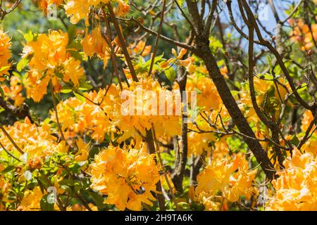 Rhododendron 'Golden Lights' - arbusto Azalea con fiori giallo-arancio in primavera. Foto Stock