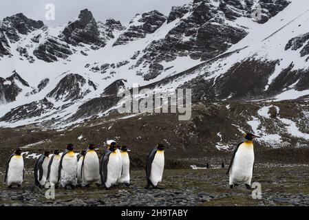 I pinguini del re si aggirano sulla spiaggia rocciosa sotto una catena montuosa innevata a destra Whale Bay, Georgia del Sud Foto Stock