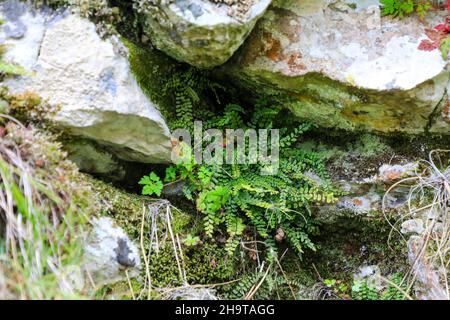 Maidenhair Spleenwort felci (Asplenium trichomanes) che crescono nelle fessure di un muro di pietra a secco, Staffordshire, Inghilterra, Regno Unito Foto Stock